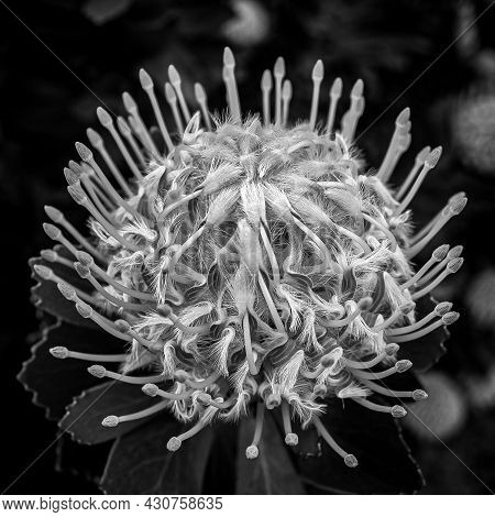 The Leucospermum 'veldfire' An Australian Native Flower In Black And White