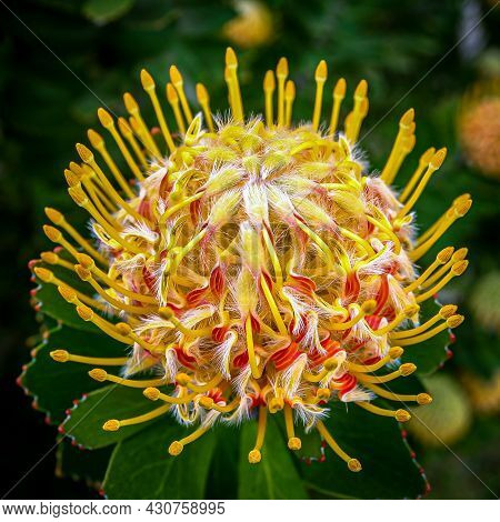 The Leucospermum 'veldfire' An Australian Native Flower In Vivid Colour