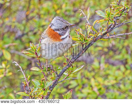 Portrait Of A Chingolo Bird In The Argentine National Park Porito Moreno In Patagonia In Summer