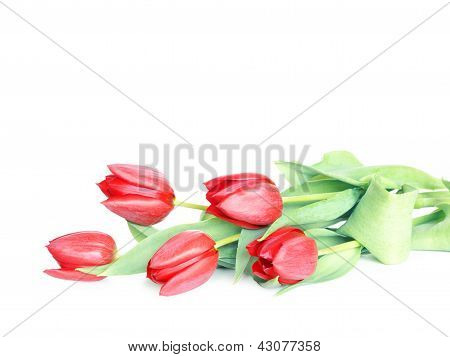 Tulipaner