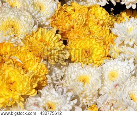 White And Yellow Petals Of Chrysanthemum Flowers For Nature Theme Background.