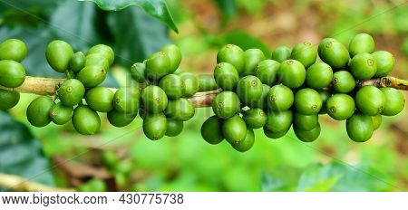 Bunch Of Unripe, Green And Fresh Coffee Beans On A Branch In Farm.