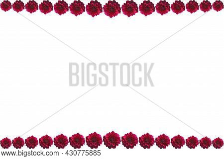 Different Sizes Of Maroon Dahlia Flowers Isolated On Top And Bottom Of White Background. A Document 