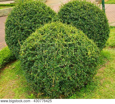 Trimmed Boxwood Plant In A Park For Nature Theme Background. Decorative Green Plant As Hedge For Lan