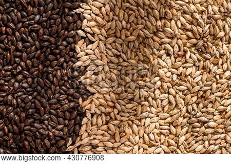 Malted Grain Close Up. Mixed Varieties Of Malted Grain On A Gray Background. Close-up. Top View. Fla