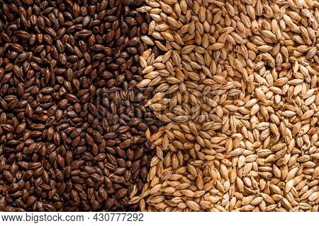 Malted Grain Close Up. Mixed Varieties Of Malted Grain On A Gray Background. Close-up. Top View. Fla