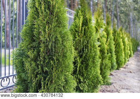 Young Tuya Trees Planted Along A Metal Fence. Selective Focus