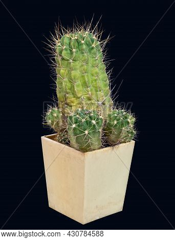 Plant, Cactus Lobivia Hertrichiana Var. Echinata (latin Name), Grows In Home Collection. The Birthpl
