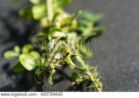 The Green Boxwood Moth Caterpillar Cydalima Perspectalis