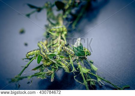 The Green Boxwood Moth Caterpillar Cydalima Perspectalis