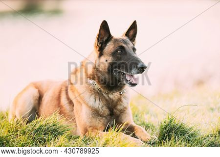 Malinois Dog Outdoors In Grass. Belgian Sheepdog Are Active, Intelligent, Friendly, Protective, Aler