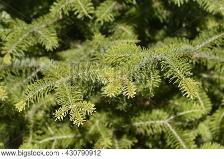Nordmann Fir - Latin Name - Abies Nordmanniana