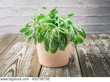 Sideritis clandestina in a pot - Sideritis known as mountain tea used in herbal medicine as herbal tea plant