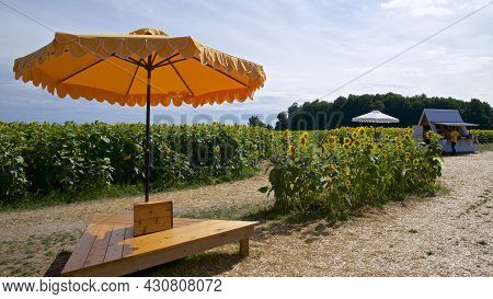 Beaverton, Ontario / Canada - 16/08/2021: Park Bench With An Umbrella In The Sunflower Farm