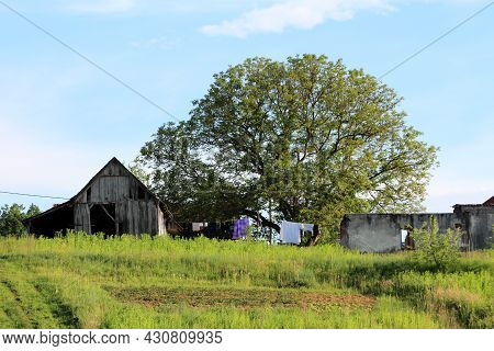 Beautiful Large Symmetric Tree Rising High Above Wet Clothes Drying On Washing Line Rope Between Woo