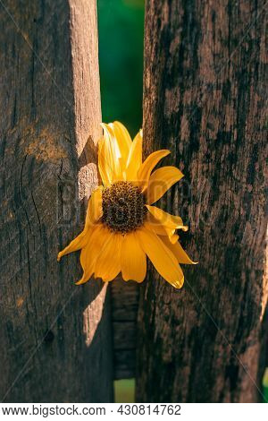 Yellow Flower On Old Wooden Fence. Vintage Wallpaper, Floral Rustic Desktop Screensaver Countryside 