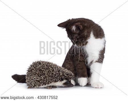 Cute Brown With White British Shorthair Cat Kitten Looking At Full Mask African Pygme Hedgehog, Stan