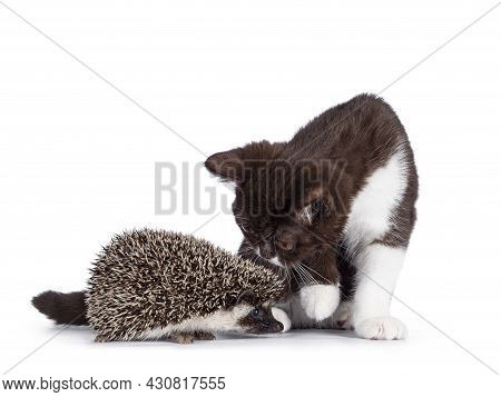 Cute Brown With White British Shorthair Cat Kitten Sniffing At Full Mask African Pygme Hedgehog, Sta