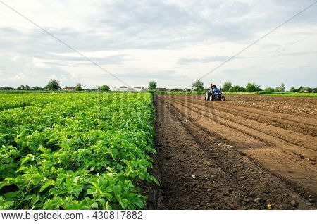 The Farmer Cultivates Half Of The Field. Harvesting And Destruction Of Tops After Harvest. Freeing U