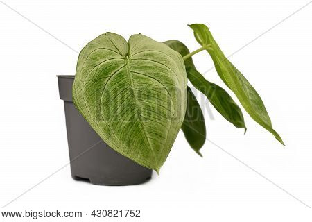 Small Tropical  Houseplant With Botanic Name  'syngonium Macrophyllum Frosted Heart'  In Flower Pot 