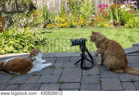 Joke, Cats With A Camera In The Backyard Have A Photo Session And Take Pictures Of Each Other