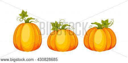 Cartoon Pumpkins. Set Of Three Big Fresh Pumpkins. Usable For Thanksgiving Day, Halloween Etc. Stock