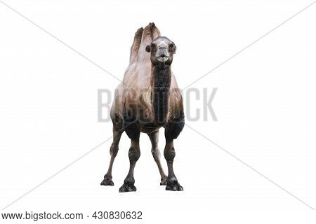 Bactrian Camel Isolated On White. The Bactrian Camel Camelus Bactrianus Is A Large, Even-toed Ungula