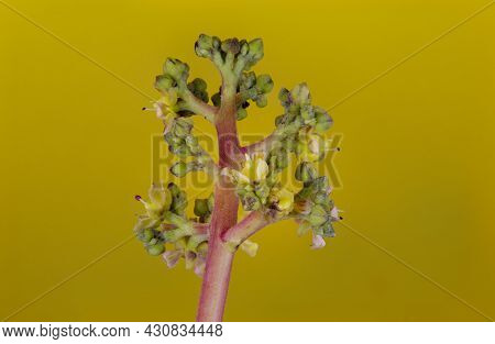 Flowers Of The Mango Tree, Mangifera Indica, In Bloom.