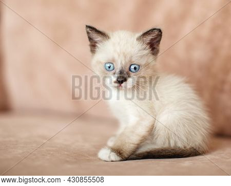 Gray kitten sitting on brown sofa in the living room. Little cat with blue eyes