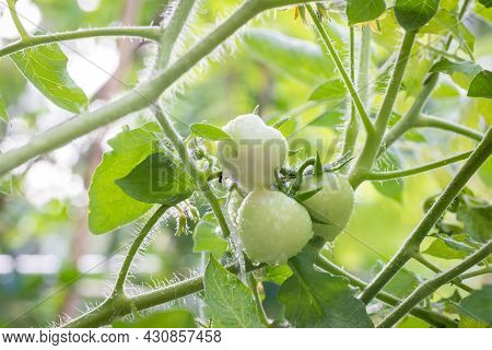 Small Green Tomatoes Ripen In The Farm. Tomato Trees Are Fruiting In The Garden. Young Tomatoes Are 