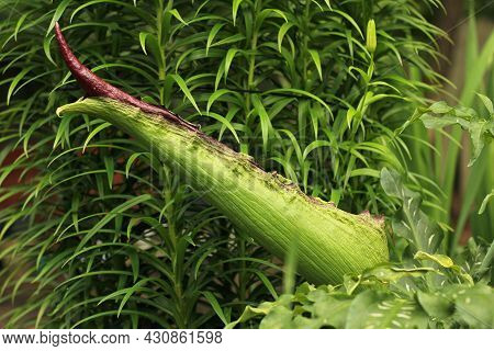 Dragon Arum - Dracunculus Vulgaris Or Dragon Lily