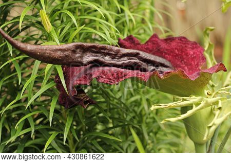 Dragon Arum - Dracunculus Vulgaris Or Dragon Lily