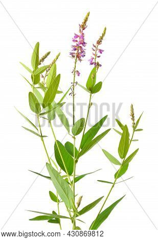Desmodium Canadense. Its Common Names Include Showy Tick-trefoil, Canadian Tick-trefoil, And Canada 