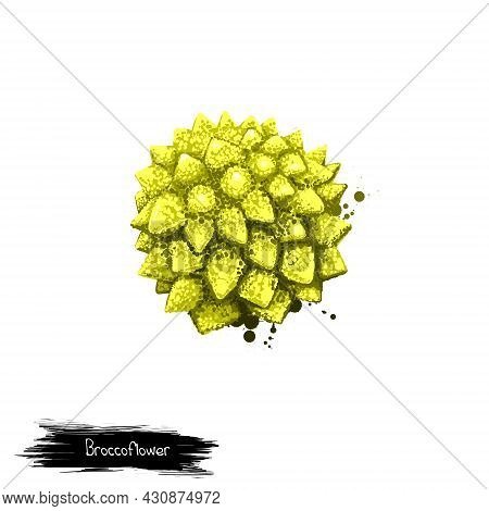 Broccoflower Isolated On White. Digital Art Illustration. Romanesco Broccoli With Striking And Unusu