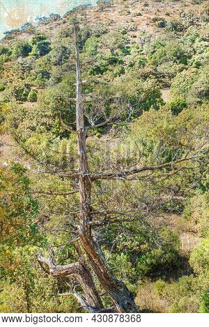 Dry Tall Pine Against A Background Of Sky And Mountains. Pinus Brutia. Summer Landscape.  Digital Wa