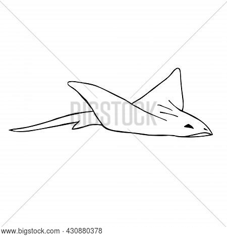 Vector Hand Drawn Doodle Sketch Devil Fish Skate Fish Isolated On White Background
