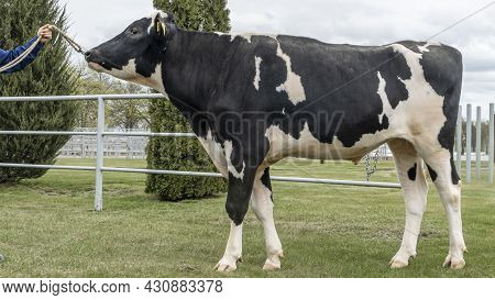 Bull-producer In The Show Rack. Images For The Agricultural Catalog. Production Of Sperm For Insemin