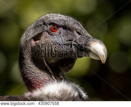 Headshot Of An Andean Condor, The Biggest Flying Bird In The World. Wingspan Can Be Over 10ft!