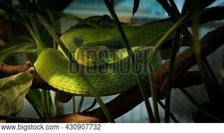 A Rowley's Palm Pit Viper Waits In Tree Branches
