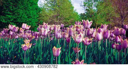 Purple tulip field viewed from the ground