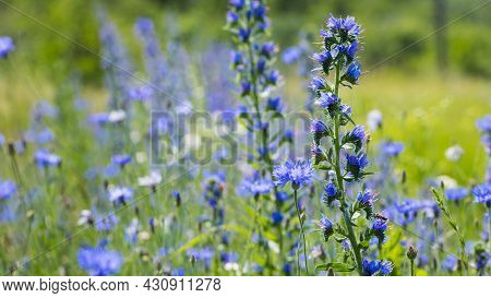 Echium Vulgare. Beautiful Wildflowers. Blue Flowers, Summer Floral Background. Close-up. Bokeh. Beau