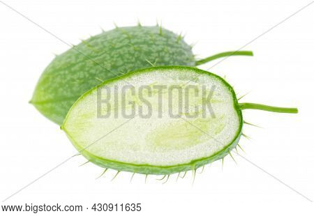 Ecballium Isolated On White Background. Ecballium Elaterium Or Wild Cucumber Pods.