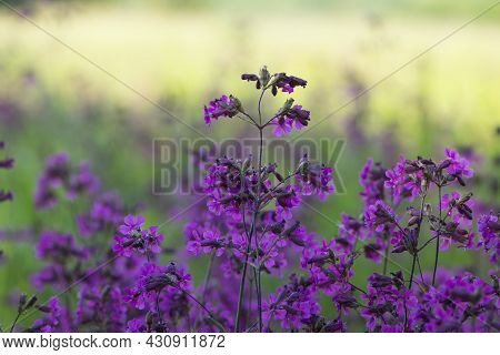 Beautiful Delicate Purple Flowers Of Viscaria Vulgaris Growing In The Meadow In The Summer Close-up.