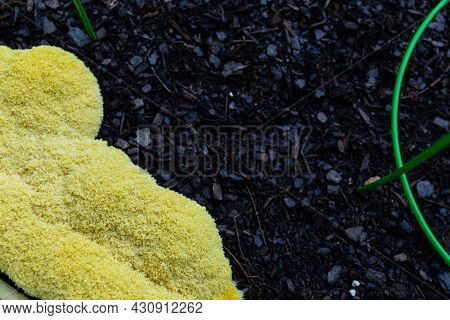 Yellow Slime Mold Fuligo Septica Growing In Dark Mulch Beside Green Tomato Cages, Creative Copy Spac