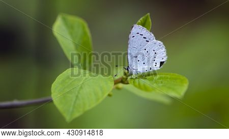 Little Blue Butterfly Sits On A Green Leaf. A Bright Blue Butterfly Sits On A Tree Branch On A Beaut