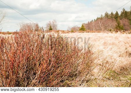 The High Fens, Hoge Venen, Belgium, Signal Van Botrange