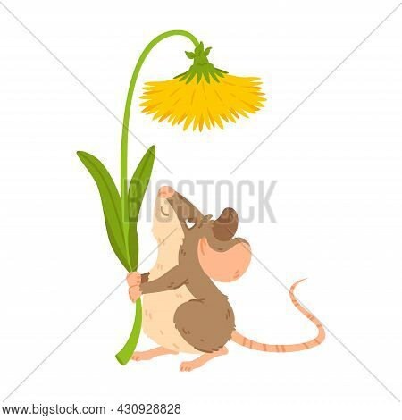 Little Forest Mouse Holding Dandelion. Meadow Vole With Flower. Rat Keep Blossom. Vector Character I