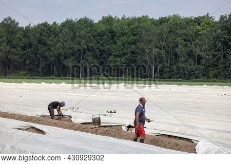 Lottum, The Netherlands - June 19, 2021: Asparagus Cultivation With Seasonal Workers Busy With Harve