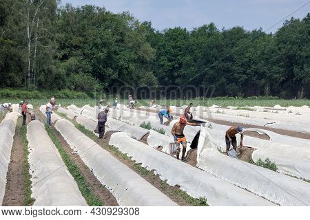 Lottum, The Netherlands - June 19, 2021: Asparagus Cultivation With Seasonal Workers Busy With Harve