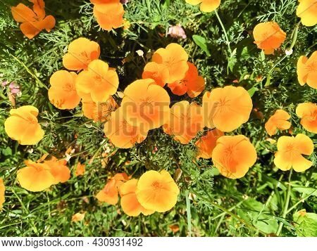 Amazing Bright Orange Flowers Of Eschscholzia On A Green Meadow Close Up.